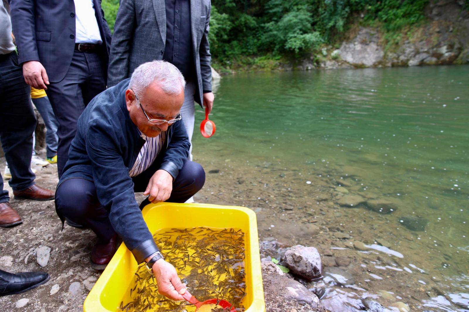 ÇAYBAŞI CURİ DERESİ'NE 5 BİN KIRMIZI BENEKLİ ALABALIK SALINDI